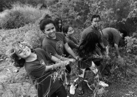 Ceeds of Peace- Puha Stream Restoration